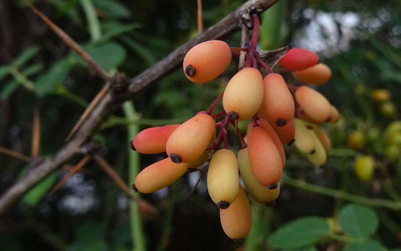 Berberis vulgaris - Berberidaceae: Crespino comune